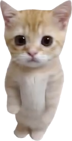 кот